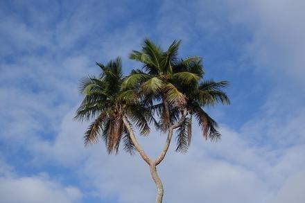 3 Headed Coconut